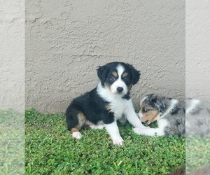 Miniature Australian Shepherd Puppy for sale in RIVERVIEW, FL, USA