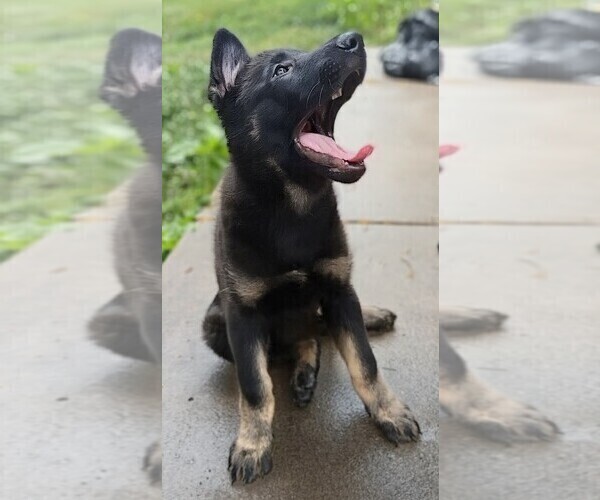 Medium Photo #14 German Shepherd Dog Puppy For Sale in PITTSBURGH, PA, USA