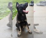 Small #13 German Shepherd Dog