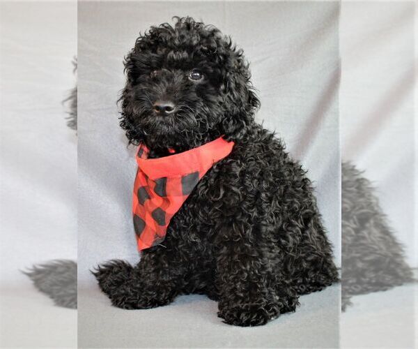Medium Photo #2 Goldendoodle-Poodle (Miniature) Mix Puppy For Sale in HOLDEN, MO, USA