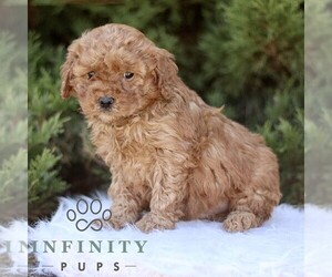 Goldendoodle (Miniature) Puppy for sale in KINZERS, PA, USA
