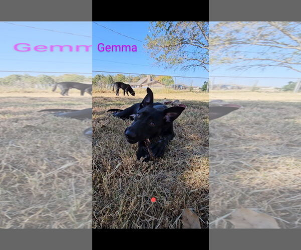 Medium Photo #2 Dutch Shepherd -German Shepherd Dog Mix Puppy For Sale in Orange Grove, TX, USA