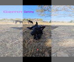 Small #1 Dutch Shepherd -German Shepherd Dog Mix