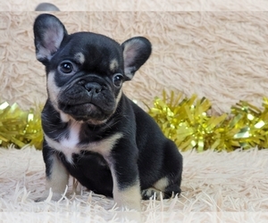 French Bulldog Puppy for sale in NEW YORK, NY, USA