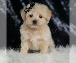 Small #3 Maltipoo (Miniature)