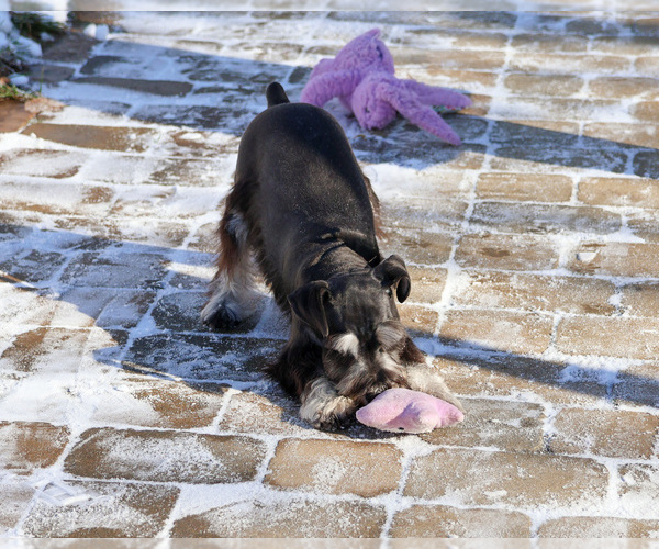 Medium Photo #5 Schnauzer (Miniature) Puppy For Sale in SYRACUSE, IN, USA