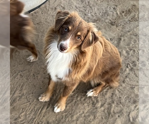 Medium Photo #1 Miniature Australian Shepherd Puppy For Sale in FORT MORGAN, CO, USA
