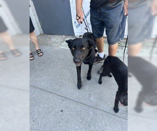 Medium Photo #1 Labrador Retriever-Unknown Mix Puppy For Sale in Stockton, CA, USA
