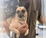 Small Chihuahua