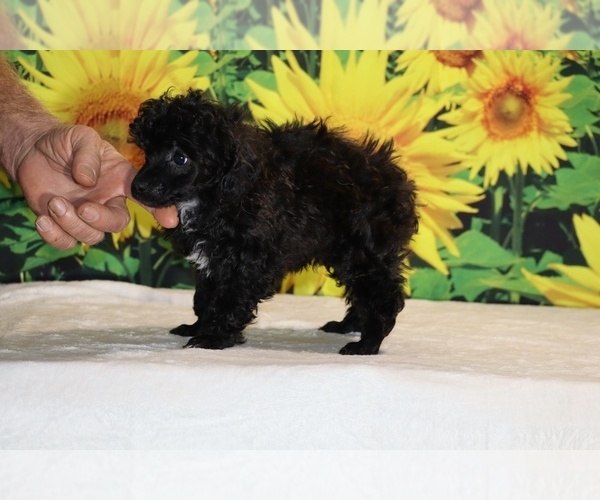 Medium Photo #7 Poodle (Toy) Puppy For Sale in DYERSBURG, TN, USA