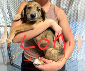 Catahoula Leopard Dog Dogs for adoption in NYC, NY, USA