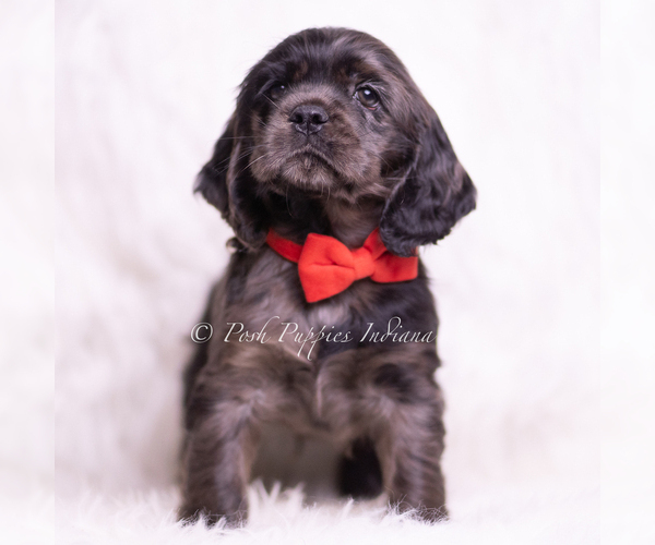 Medium Photo #6 Cocker Spaniel Puppy For Sale in WARSAW, IN, USA