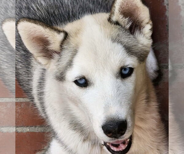 Medium Photo #5 Siberian Husky Puppy For Sale in Spring Lake, NC, USA