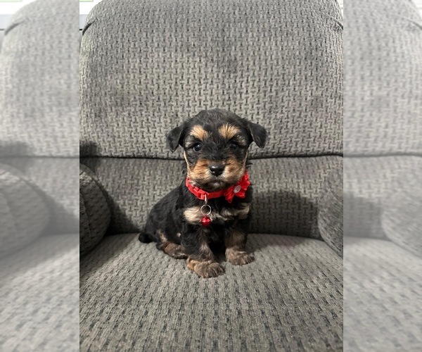 Medium Photo #1 YorkiePoo Puppy For Sale in JEFFERSONVILLE, IN, USA