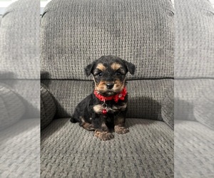 YorkiePoo Puppy for sale in JEFFERSONVILLE, IN, USA