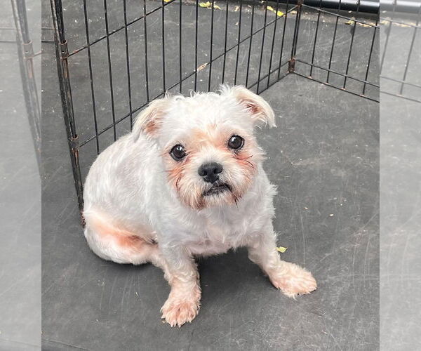 Medium Photo #1 Maltese-Unknown Mix Puppy For Sale in Wheaton, IL, USA