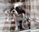 Small Photo #1 Shih Tzu Puppy For Sale in Mukwonago, WI, USA