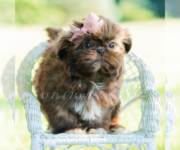 Medium Photo #49 Shih Tzu Puppy For Sale in WARSAW, IN, USA