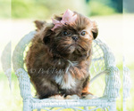 Small #1 Shih Tzu