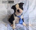 Small #5 Boston Terrier