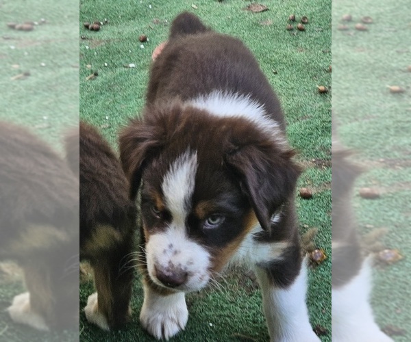 Medium Photo #5 Australian Shepherd Puppy For Sale in NELSON, VA, USA