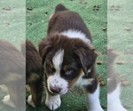 Small #4 Australian Shepherd