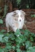 Small Photo #10 Miniature Australian Shepherd Puppy For Sale in MOUNT VERNON, WA, USA