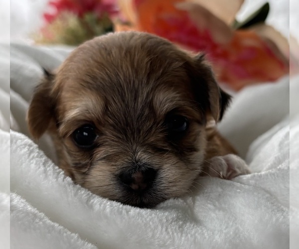 Medium Photo #4 Morkie Puppy For Sale in ROCK STREAM, NY, USA