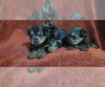 Small Photo #33 Yorkshire Terrier Puppy For Sale in AKRON, OH, USA