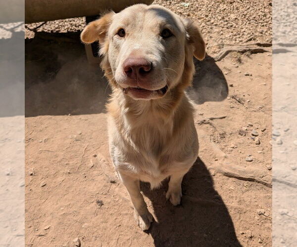 Medium Photo #7 Golden Retriever-Unknown Mix Puppy For Sale in Vail, AZ, USA