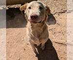 Small Photo #7 Golden Retriever-Unknown Mix Puppy For Sale in Vail, AZ, USA