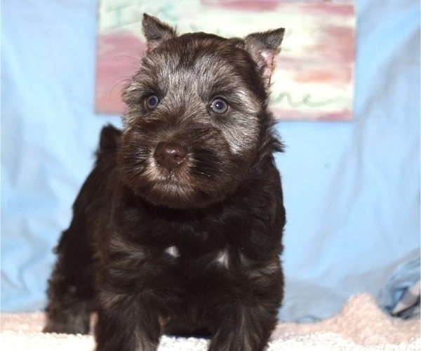 Medium Photo #2 Schnauzer (Miniature) Puppy For Sale in CASSVILLE, MO, USA