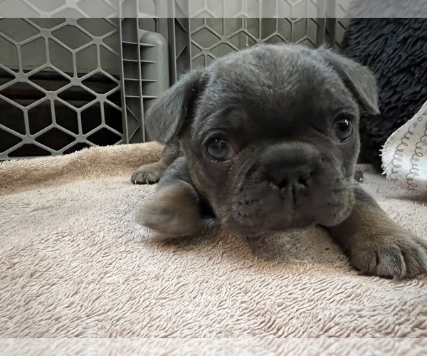 Medium Photo #2 French Bulldog Puppy For Sale in MIDLOTHIAN, TX, USA
