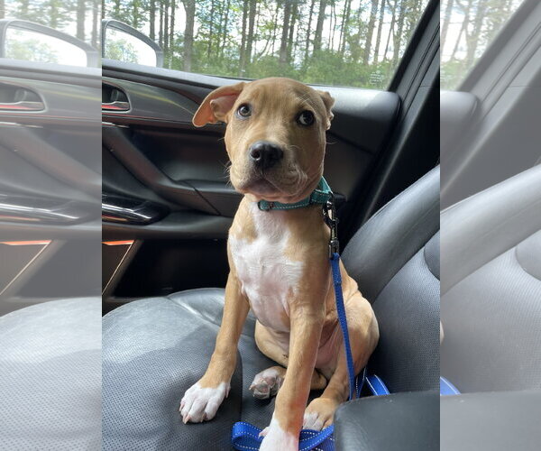 Medium Photo #7 Mutt Puppy For Sale in Derwood, MD, USA