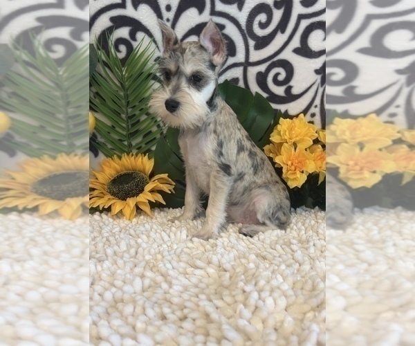 Medium Photo #3 Schnauzer (Miniature) Puppy For Sale in MARTINSVILLE, IN, USA