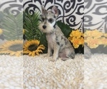 Small Photo #3 Schnauzer (Miniature) Puppy For Sale in MARTINSVILLE, IN, USA