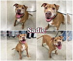 Small #4 American Staffordshire Terrier
