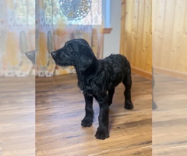 Medium Photo #3 Goldador Doodle Puppy For Sale in ESTES PARK, CO, USA