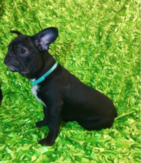French Bulldog Puppy for sale in ISSAQUAH, WA, USA