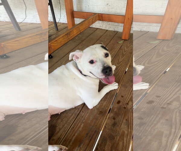 Medium Photo #1 American Staffordshire Terrier-Unknown Mix Puppy For Sale in Holly Springs, NC, USA
