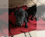 Small Photo #12 Great Dane Puppy For Sale in BARTLETT, IL, USA