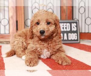 Goldendoodle (Miniature) Puppy for sale in NAPLES, FL, USA
