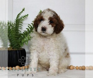 Goldendoodle (Miniature) Puppy for sale in LANCASTER, PA, USA
