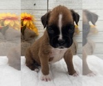 Small #2 Boxer