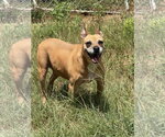 Small American Pit Bull Terrier-Black Mouth Cur Mix