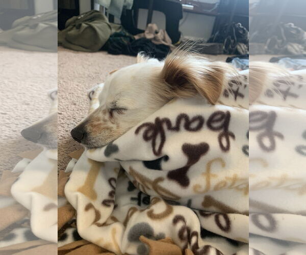 Medium Photo #2 Chihuahua-Cocker Spaniel Mix Puppy For Sale in Woodland, CA, USA