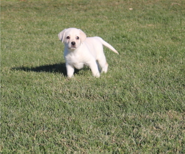 Medium Photo #2 Labrador Retriever Puppy For Sale in CUTLER, OH, USA