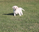 Small Photo #2 Labrador Retriever Puppy For Sale in CUTLER, OH, USA