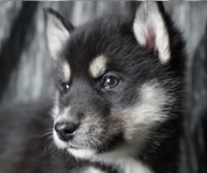 Siberian Husky Puppy for sale in FORT PLAIN, NY, USA