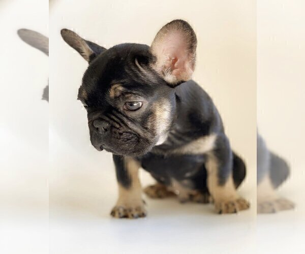 Medium Photo #1 French Bulldog Puppy For Sale in SADDLE RIVER, NJ, USA